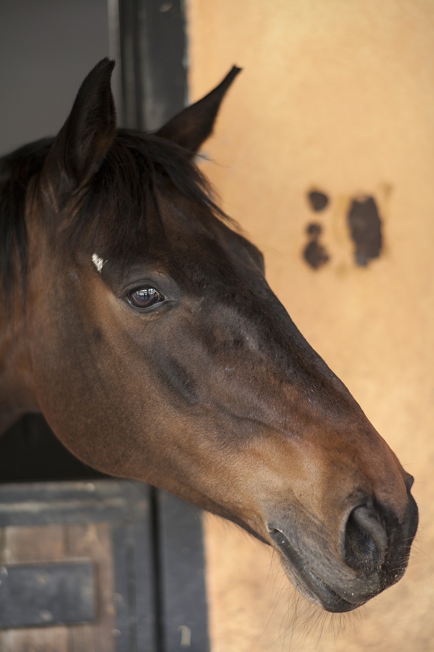 Image - horse animals portrait mammals