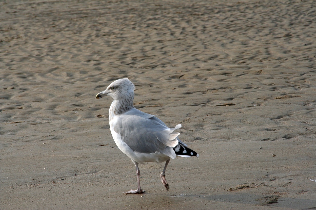 Image - bird body of water sea nature