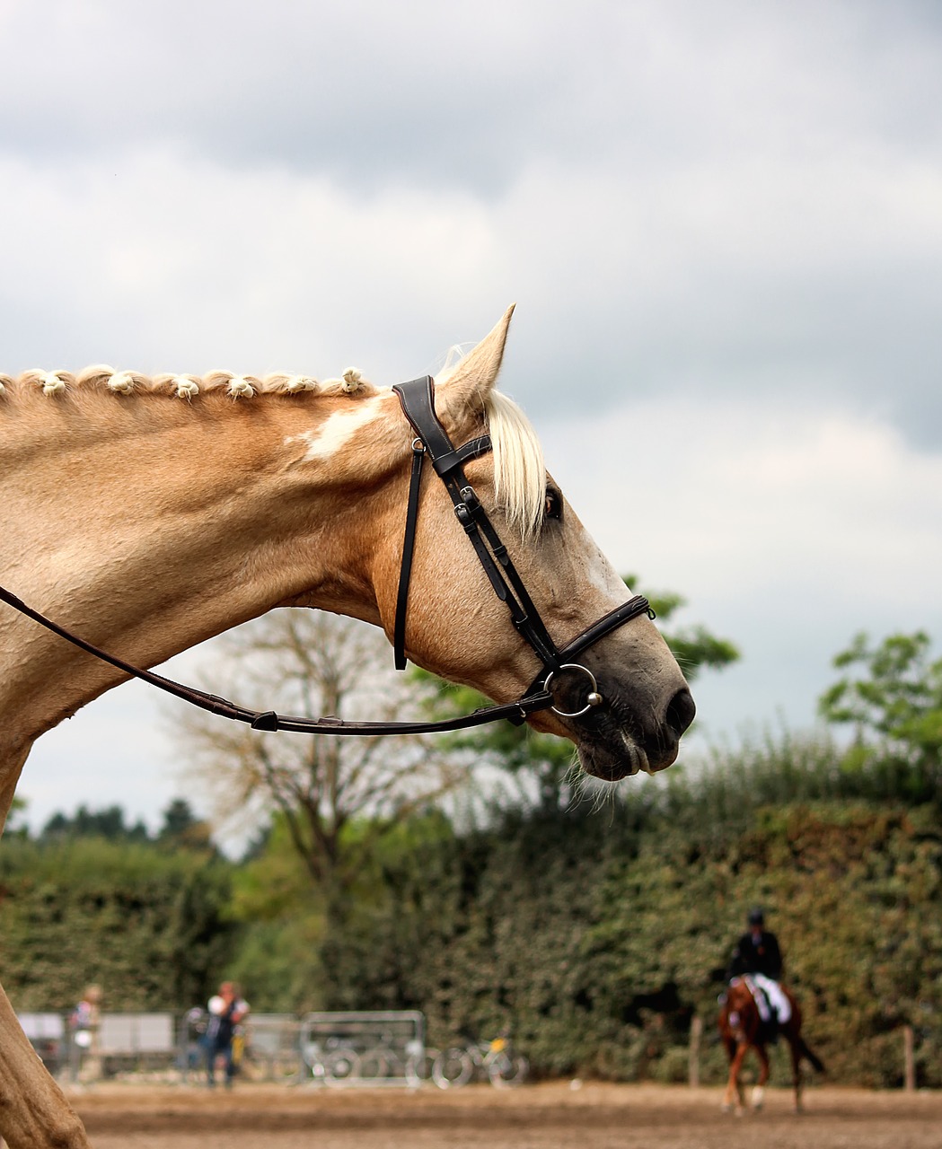 Image - horse animal animals white horse