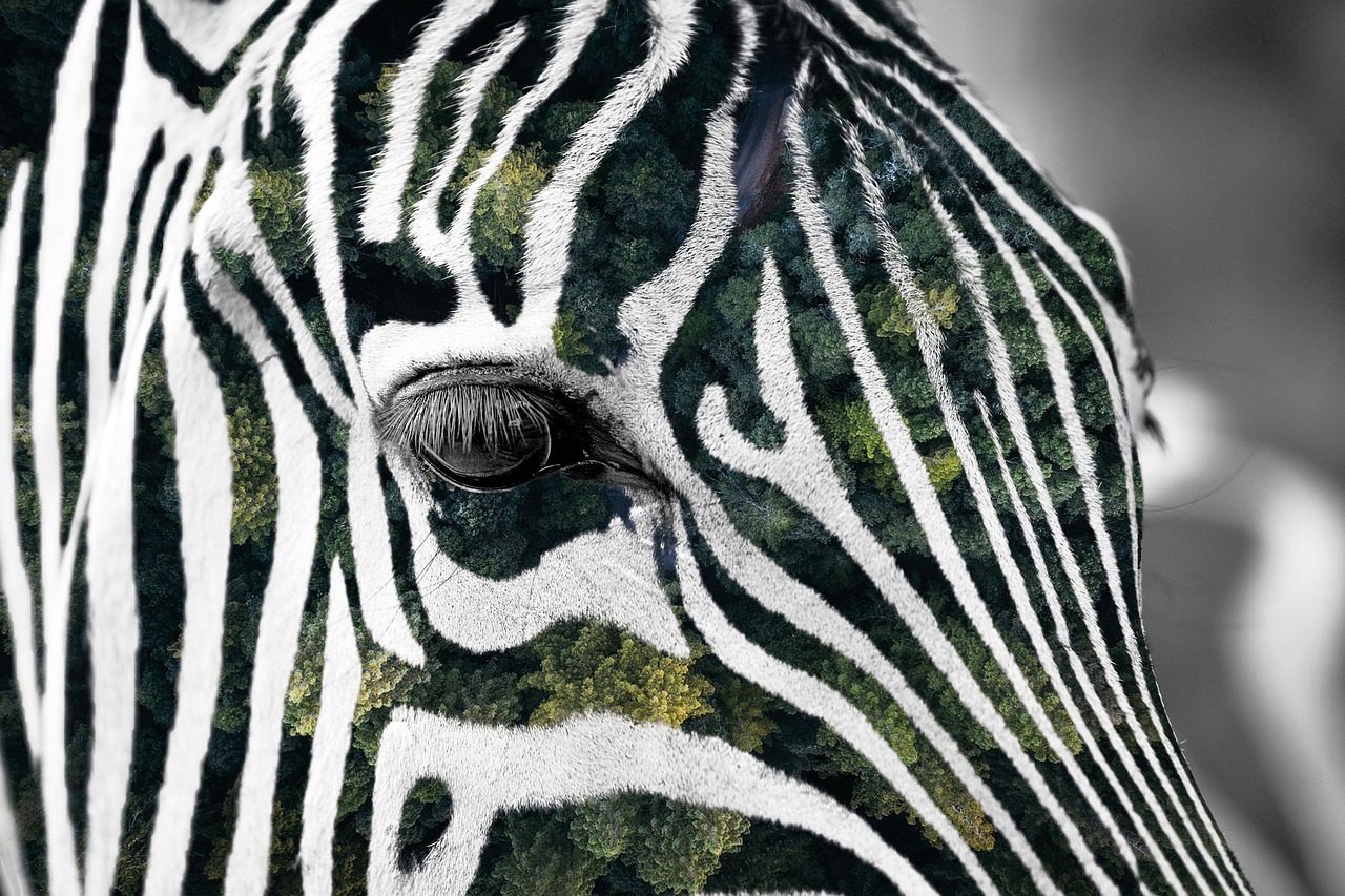 Image - forest zebra africa animal