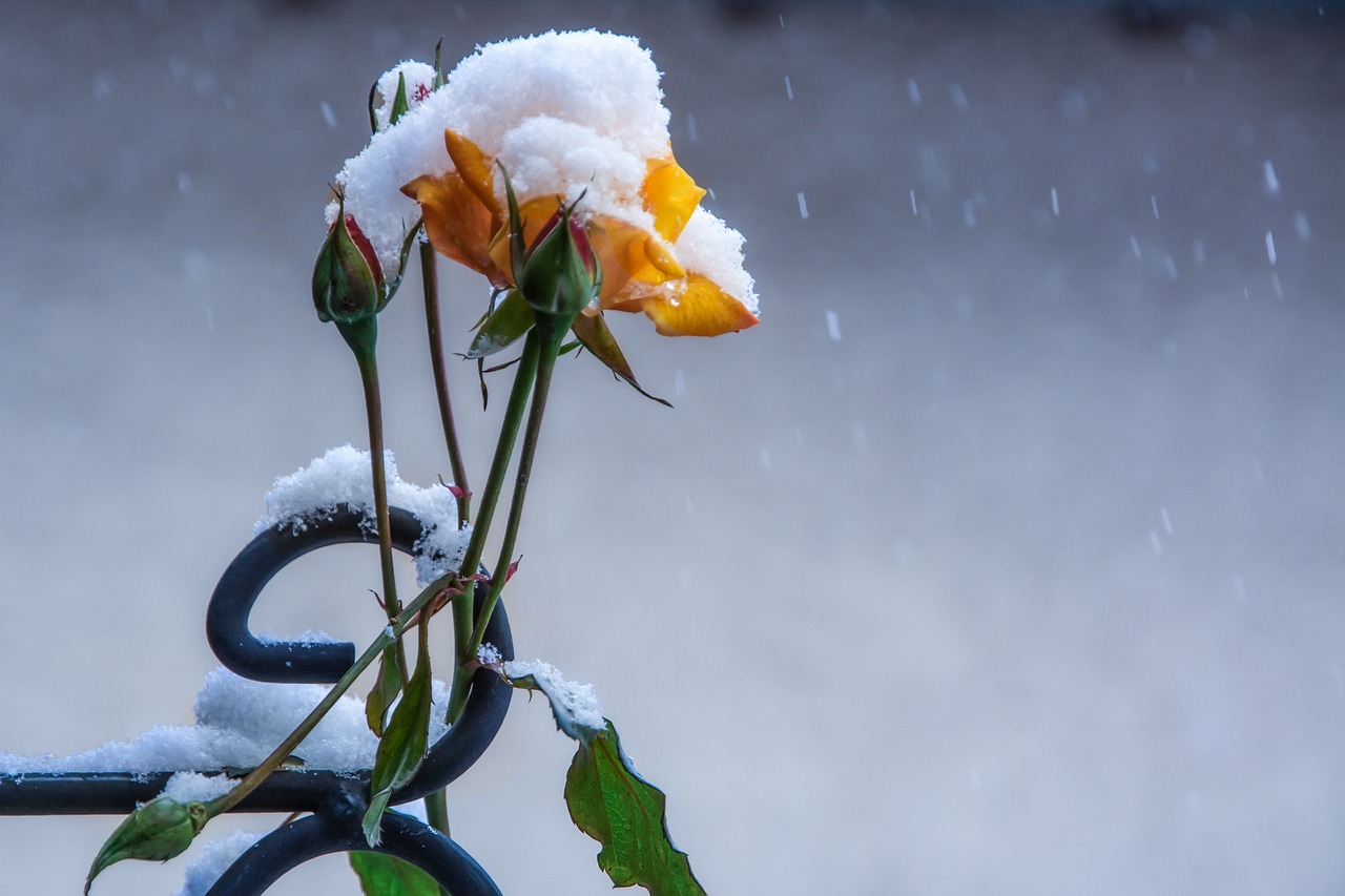 Image - rose winter flowers cold ice