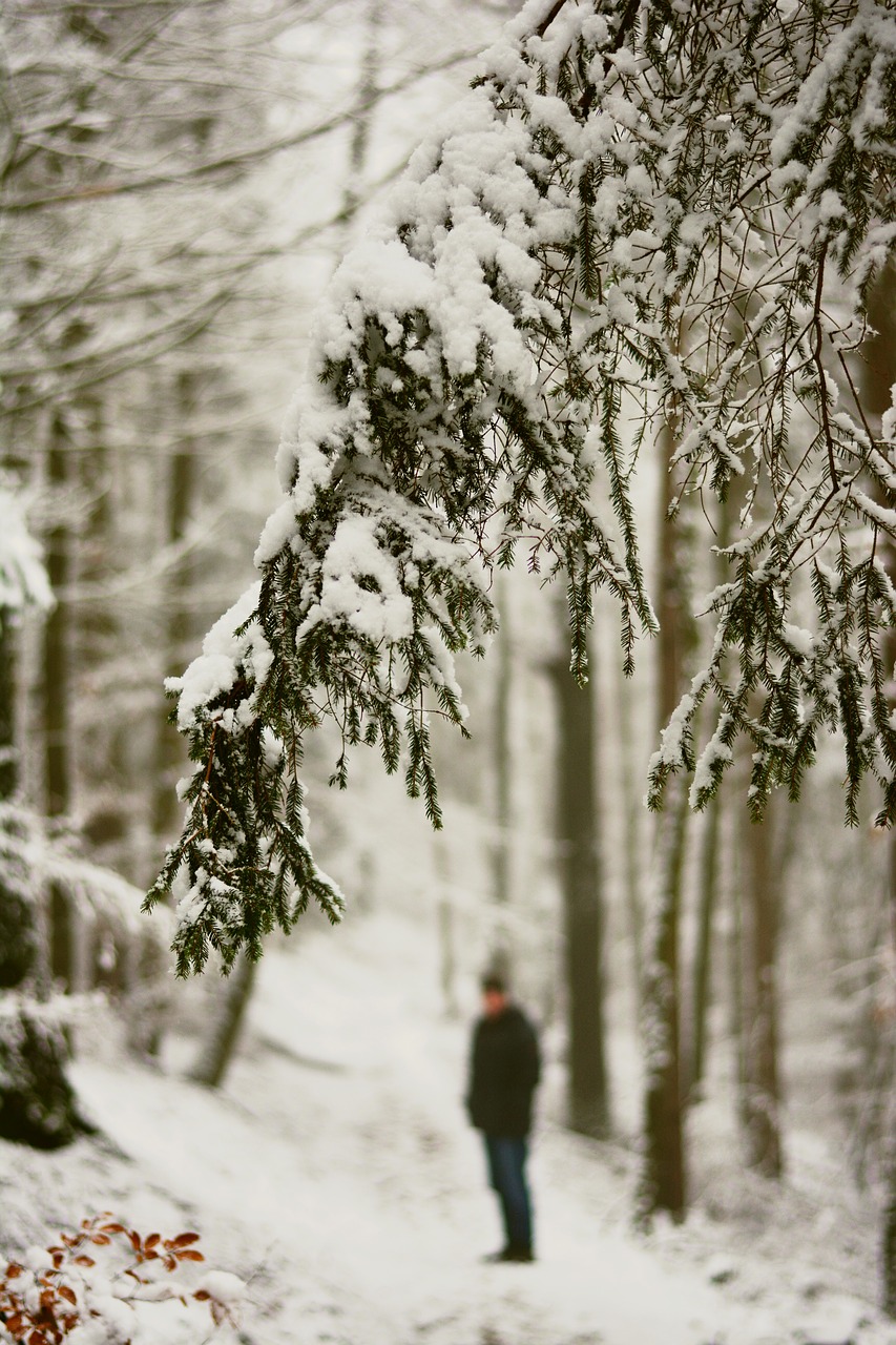 Image - winter snow snowy forest path