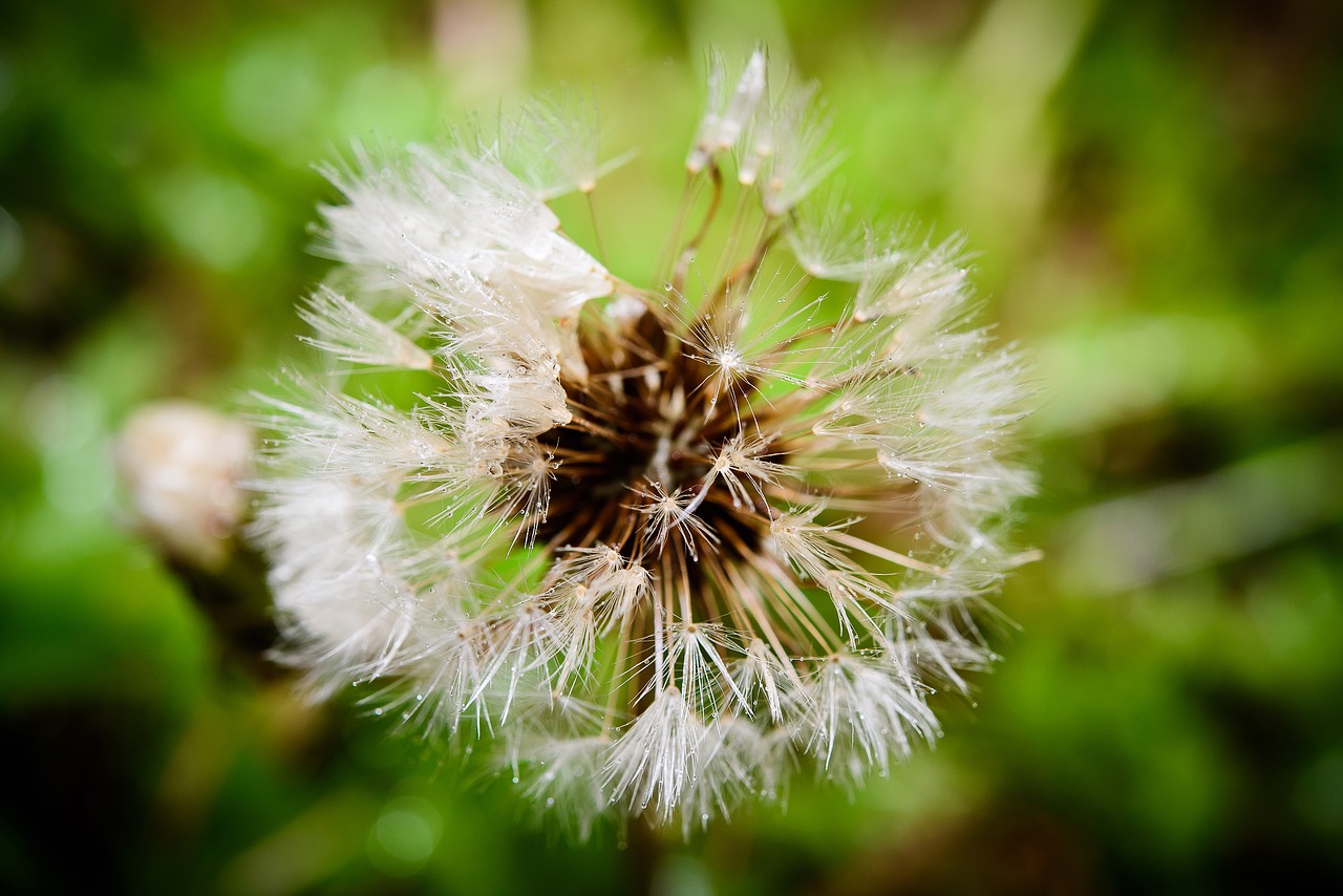 Image - macro shooting flower photo flowers