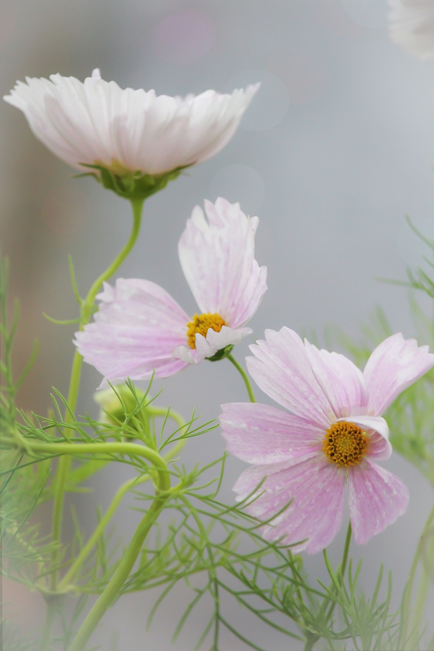 Image - pink nature flower cosmos soft