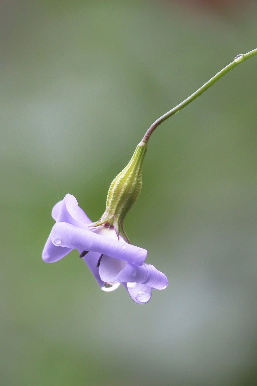 Image - purple flower raindrops green