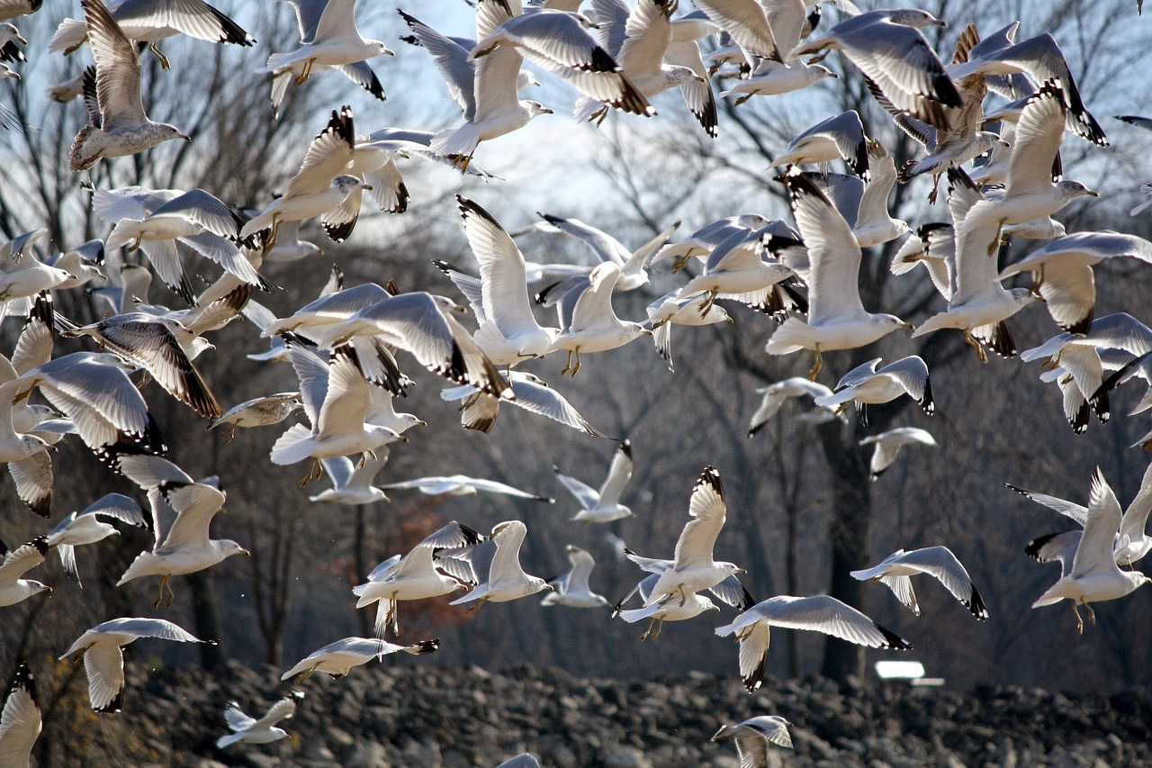 Image - birds gulls seagull fly waterfowl