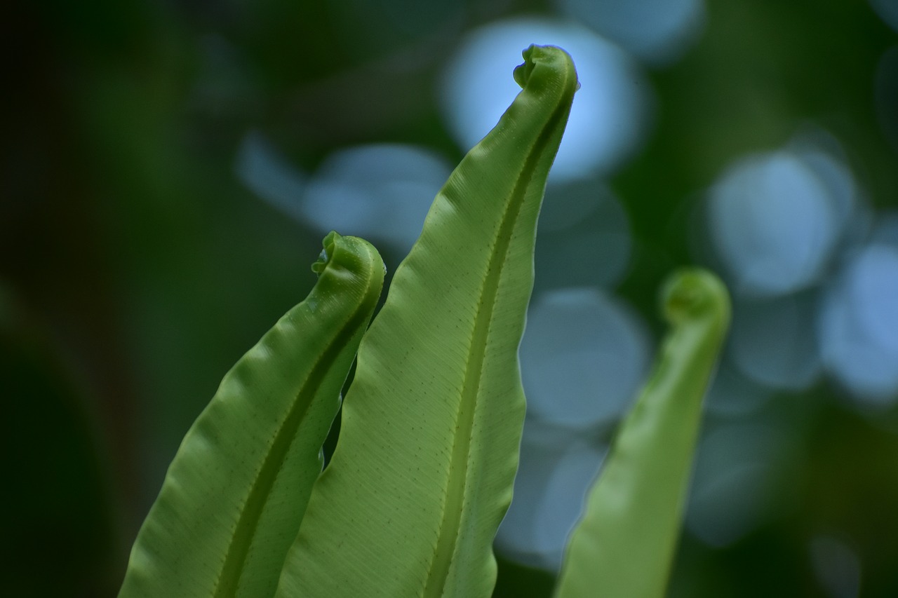 Image - fern shoots sprout fiddlehead young