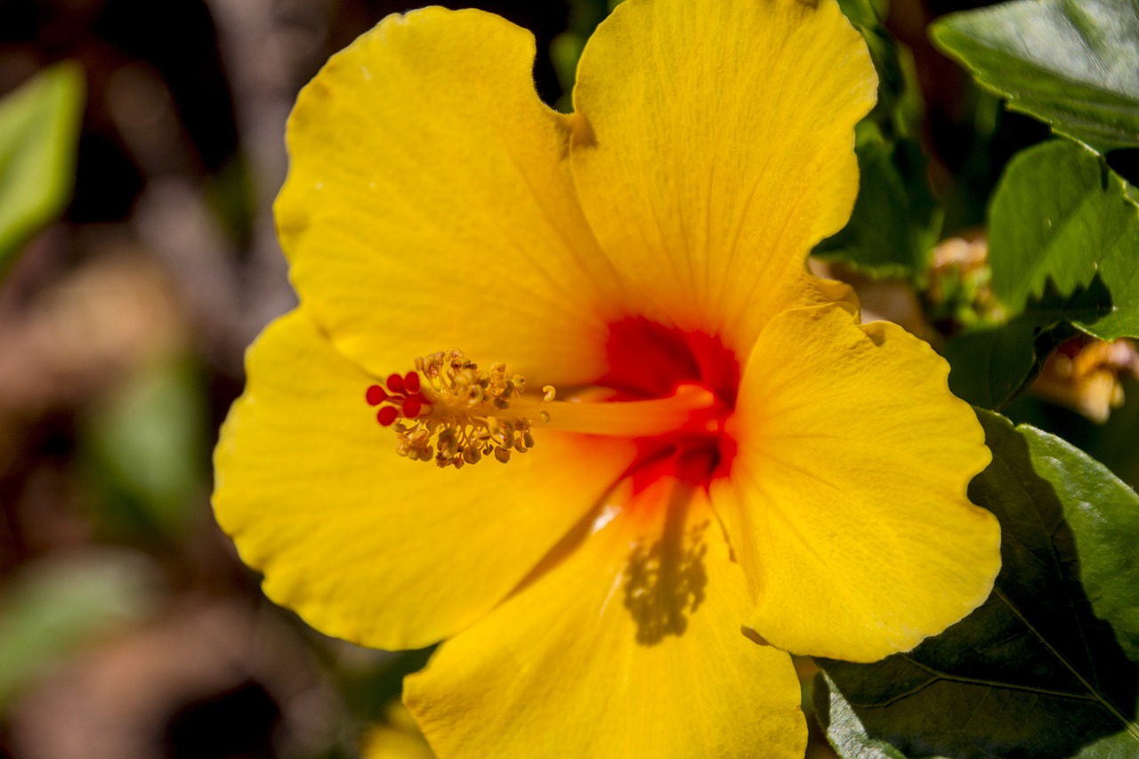 Image - hibiscus yellow flower flowers