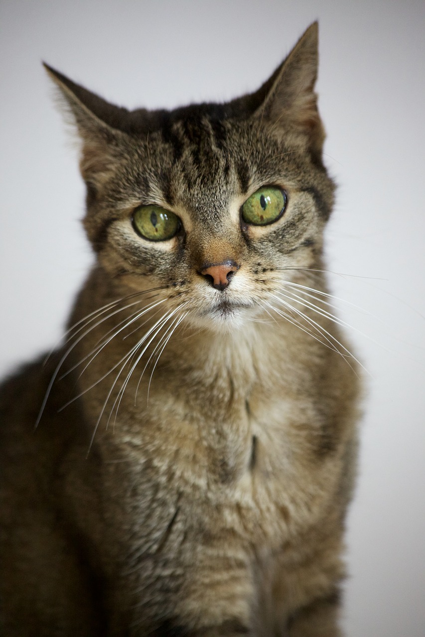 Image - cat green eyes animal portrait