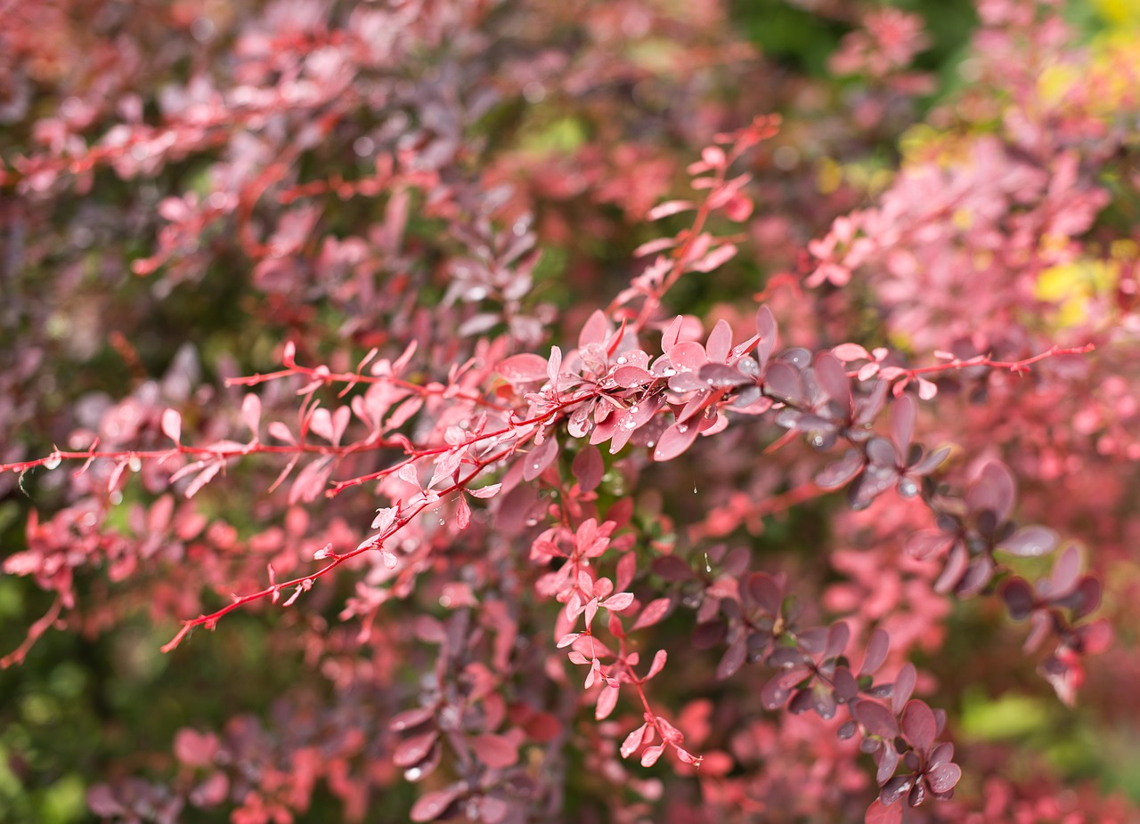 Image - rose bush plant ornamental plant