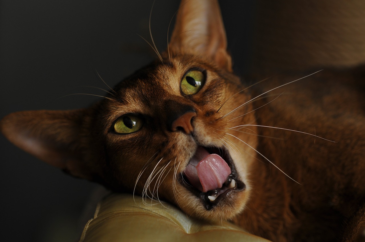 Image - cat abyssinian muzzle cat