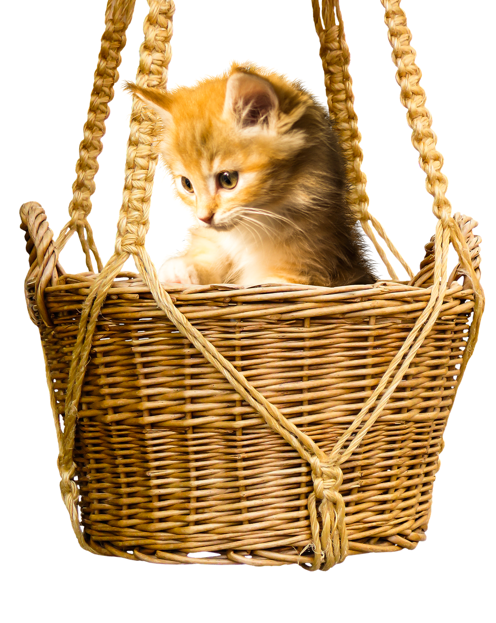 Image - animal cat basket isolated