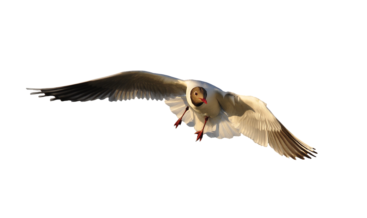 Image - animal bird seagull fly isolated