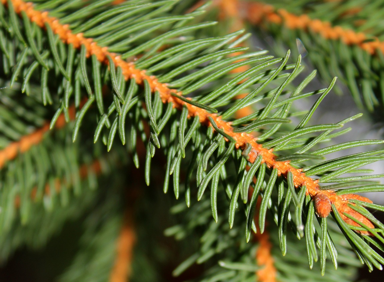 Image - spruce needles christmas twigs