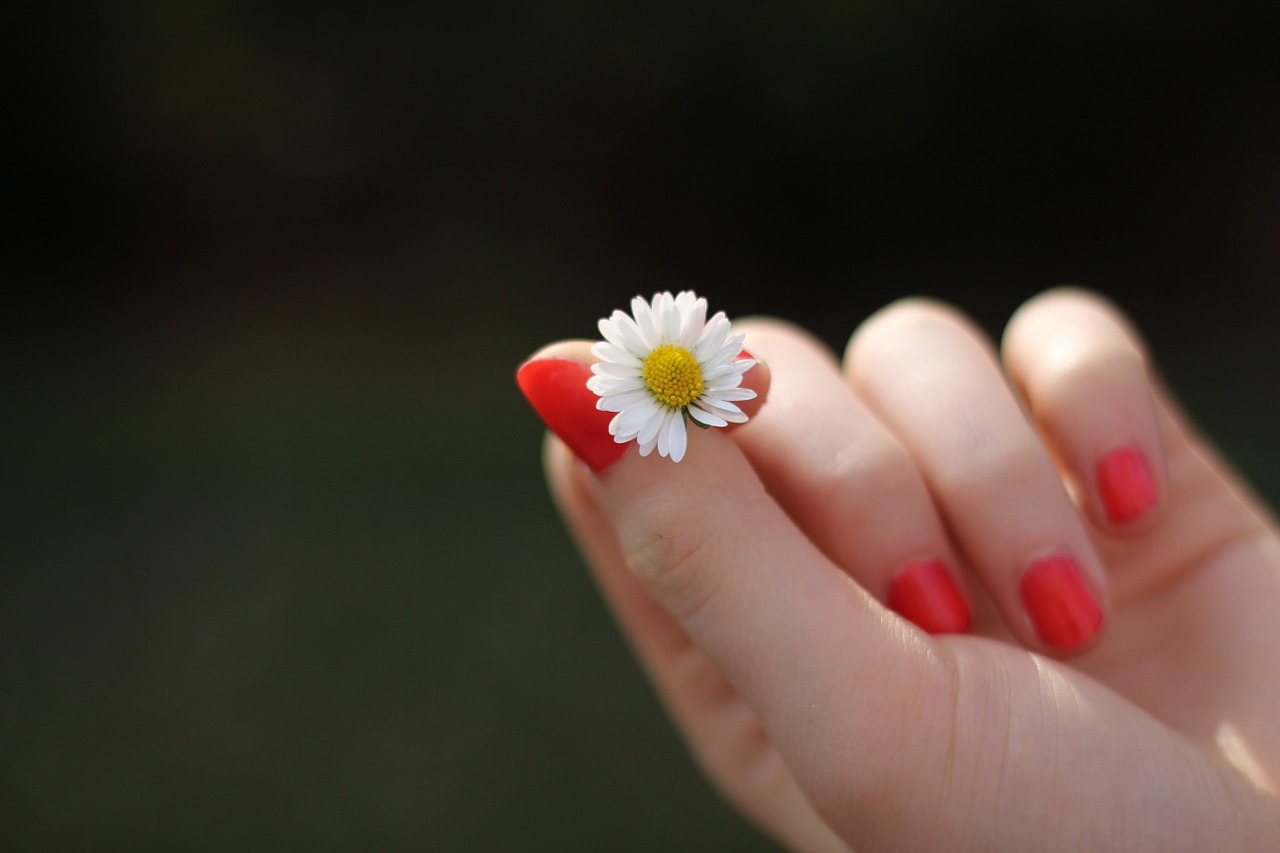 Image - hand daisy flower finger