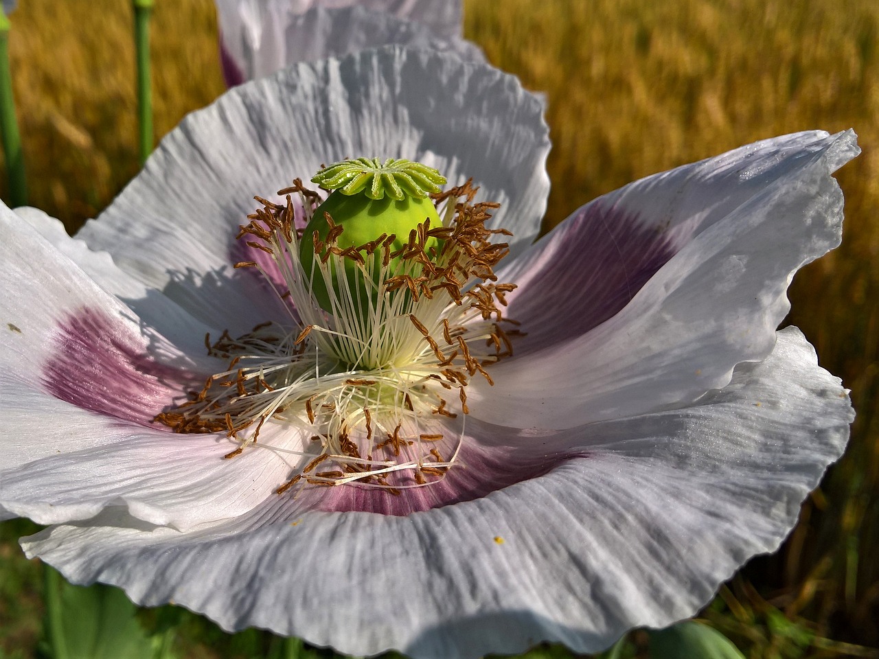 Image - plant poppy opium