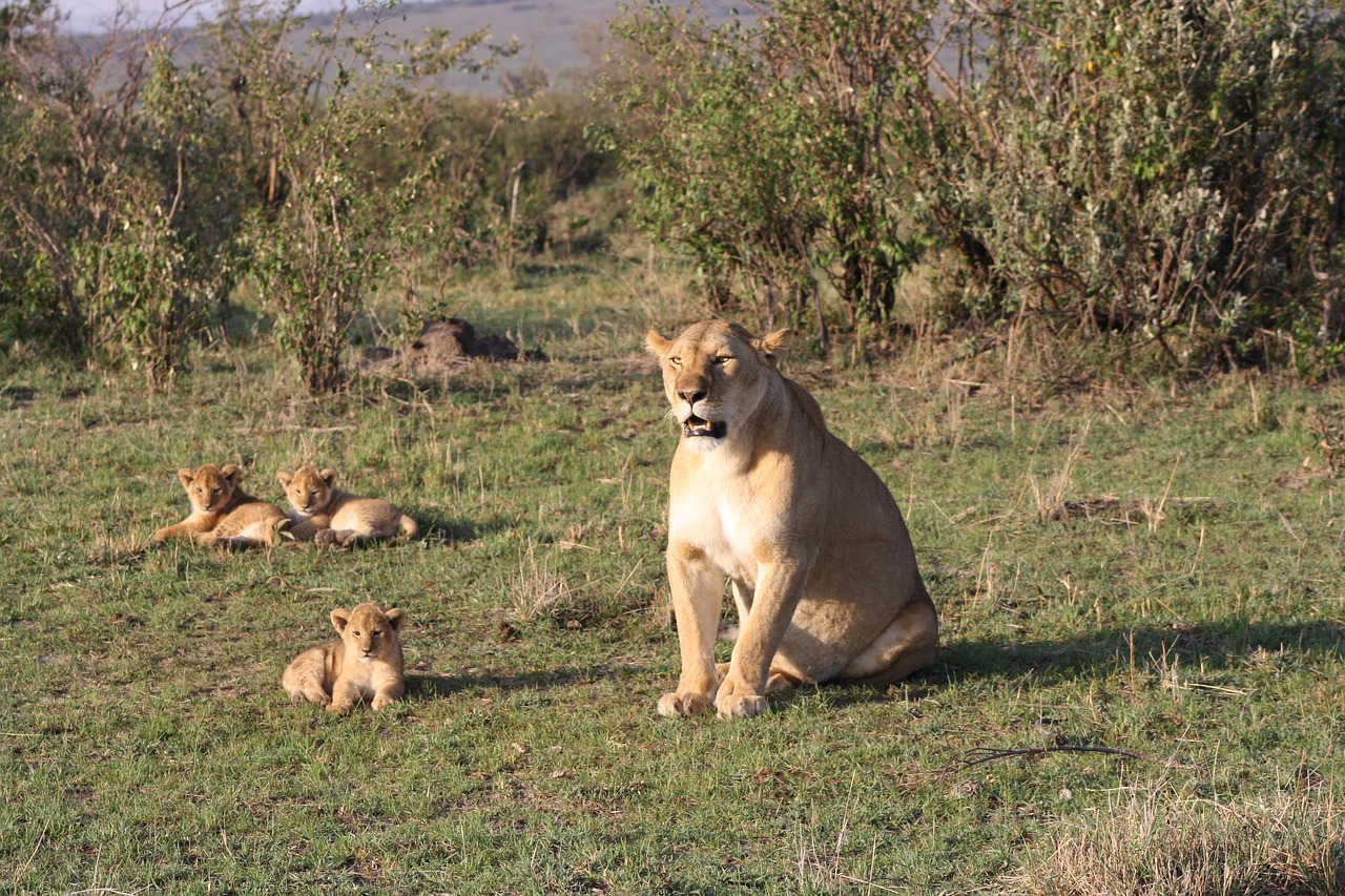 Image - lion family africa kenya safari