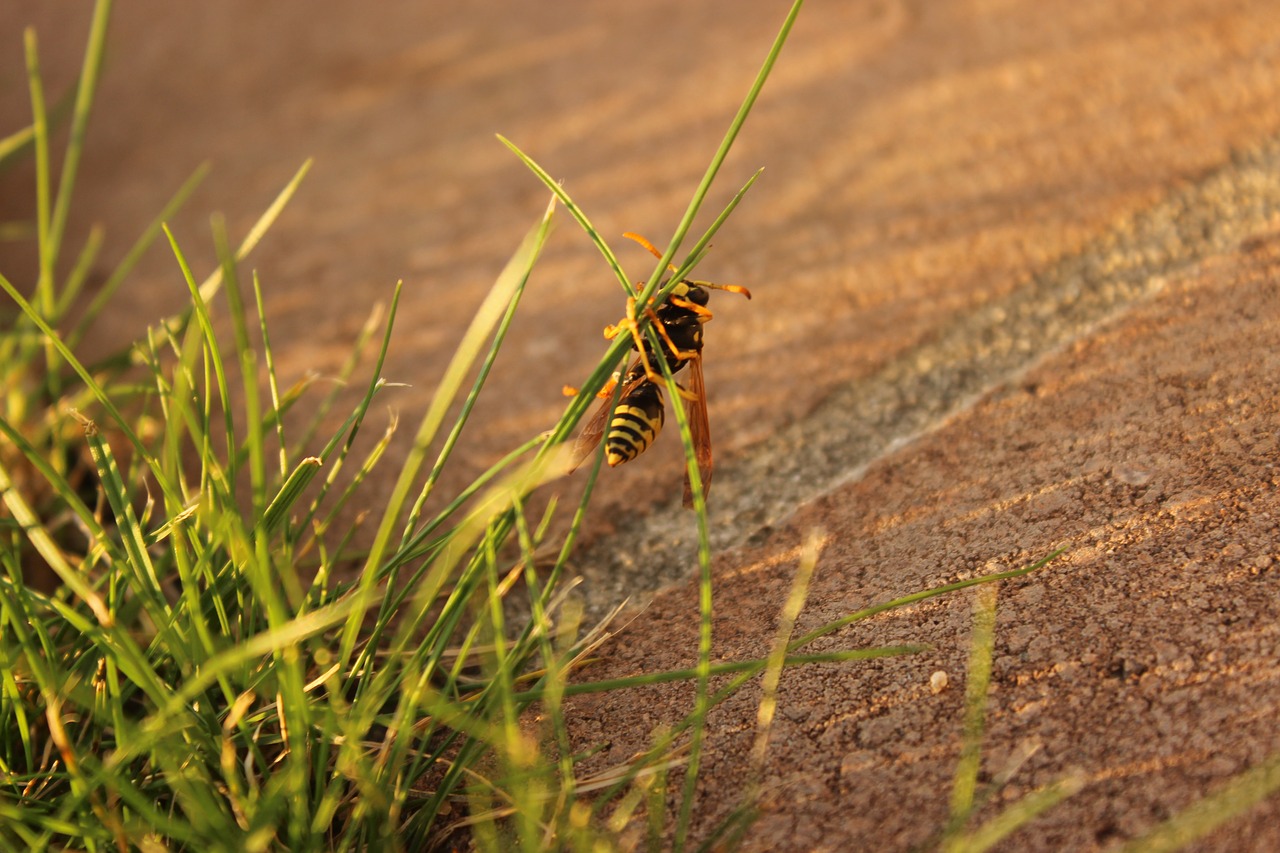 Image - wasp insect blade of grass close