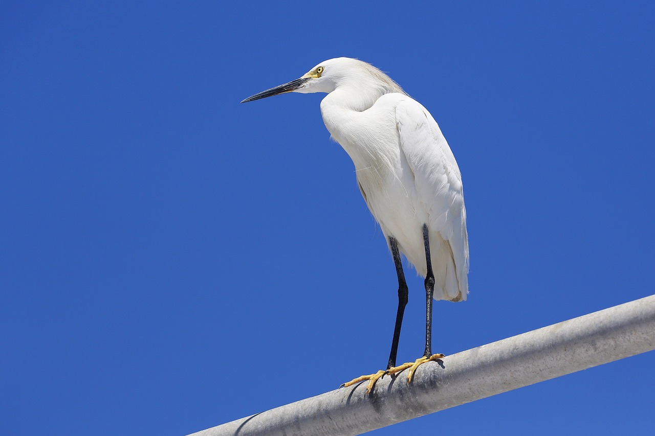 Image - egret bird wings roosting animal