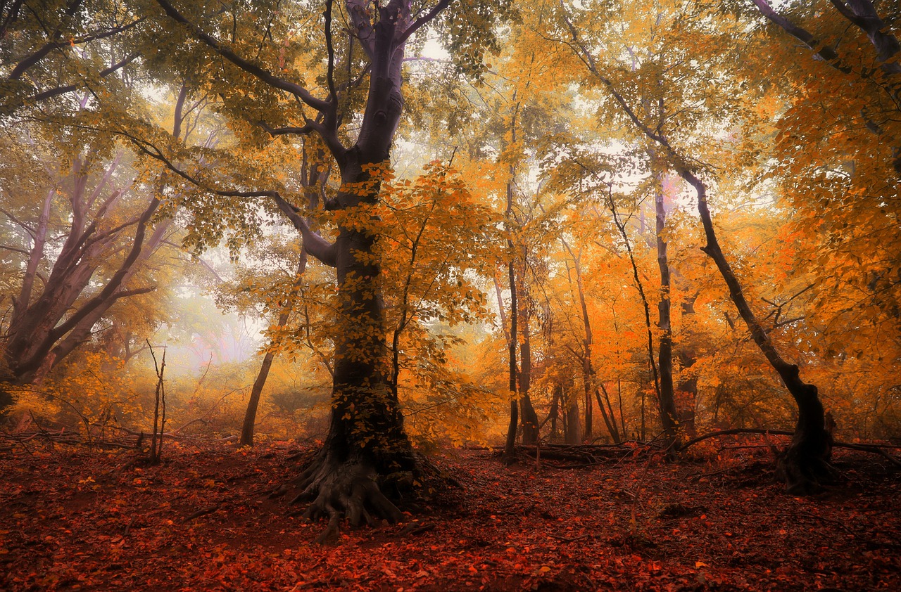 Image - forest autumn tree the fog light