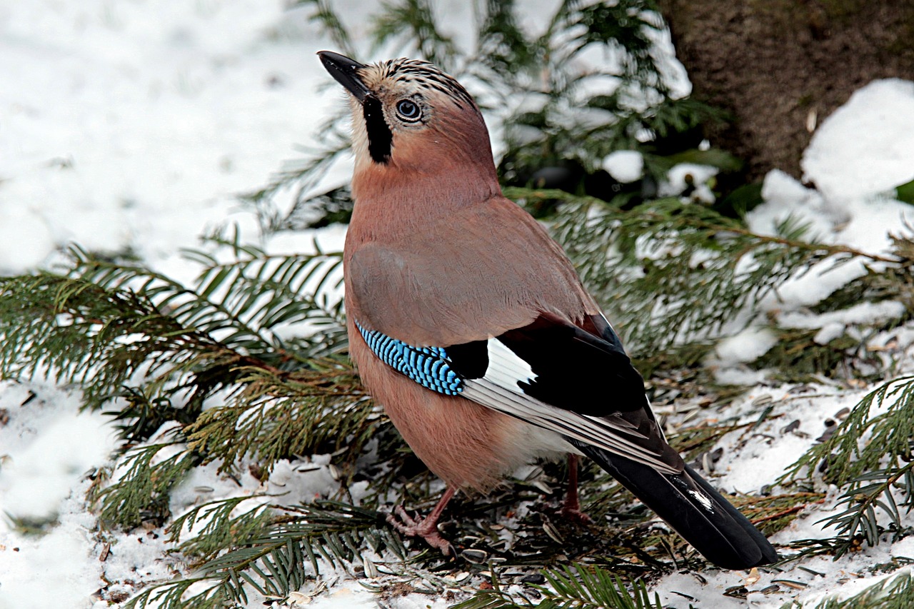 Image - bird jay garrulus glandarius