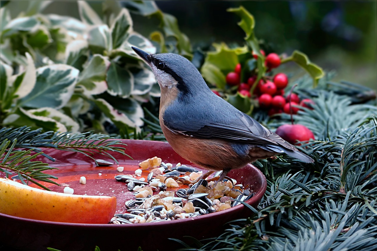 Image - bird kleiber sitta europaea