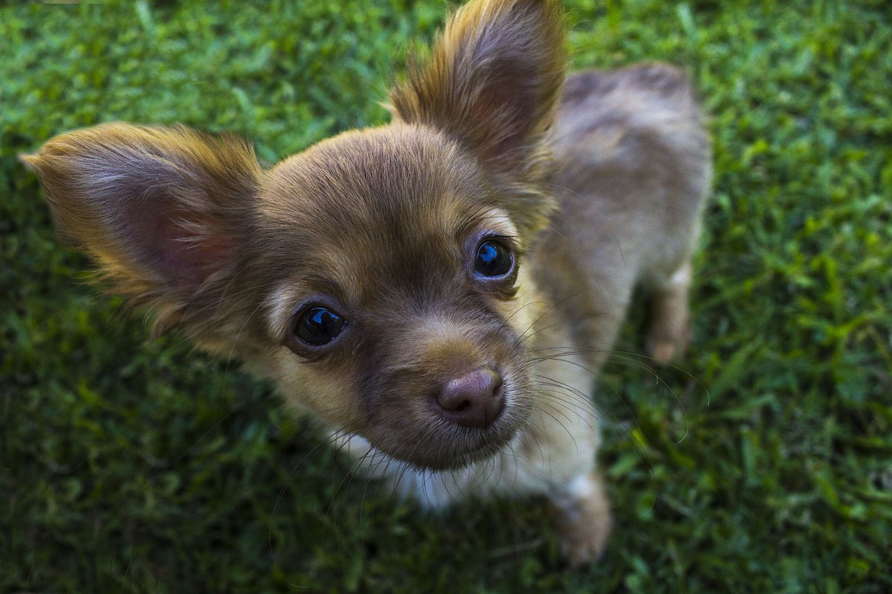 Image - chihuahua dog animals canines