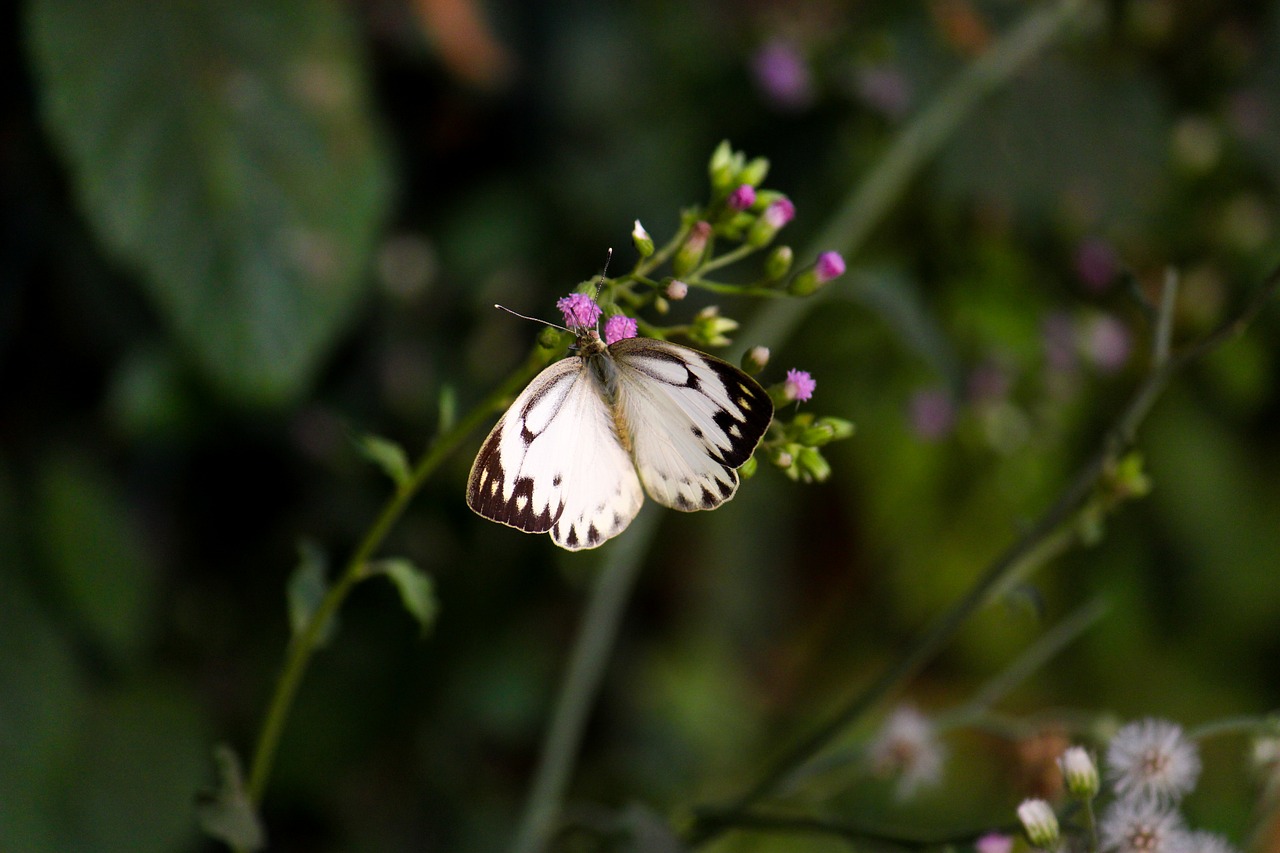 Image - butterfly nature love summer