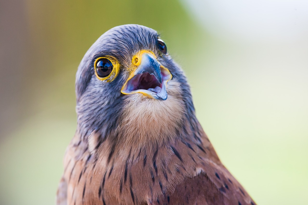 Image - portrait of a rock kestrel head face