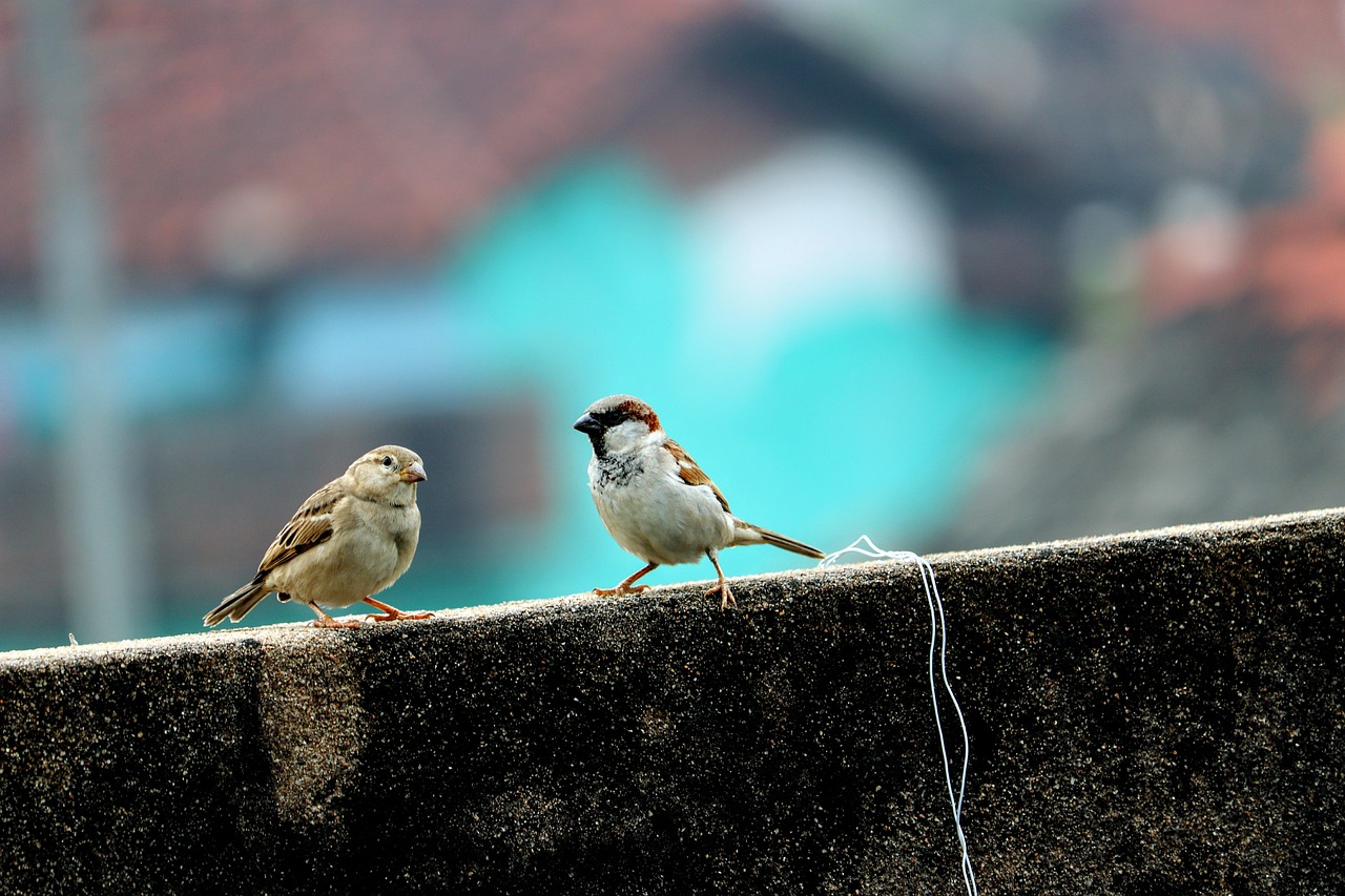 Image - sparrow female male birds wall