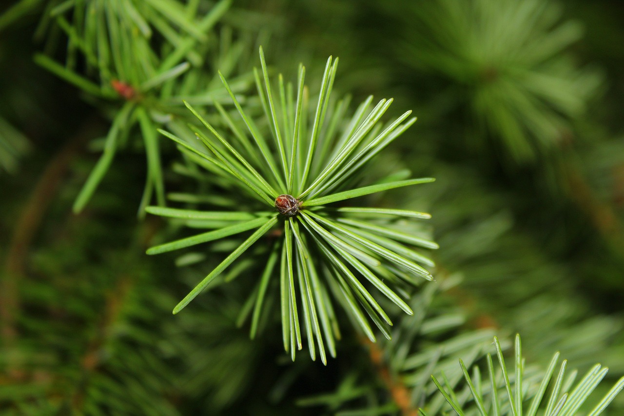 Image - christmas tree conifer needles