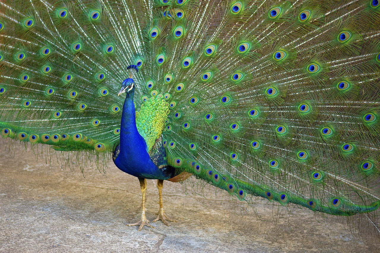 Image - peacock green blue feathers zoo