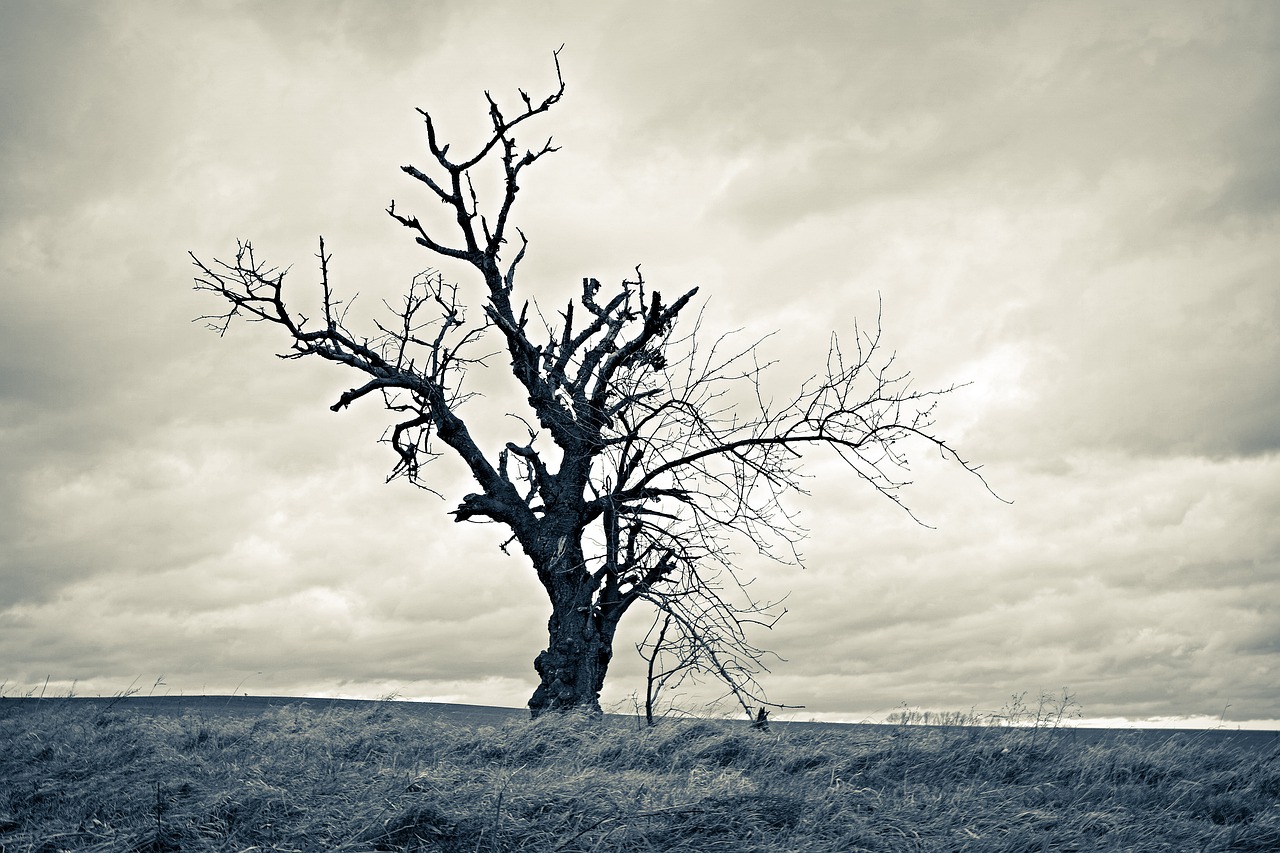 Image - tree dried lonely loneliness