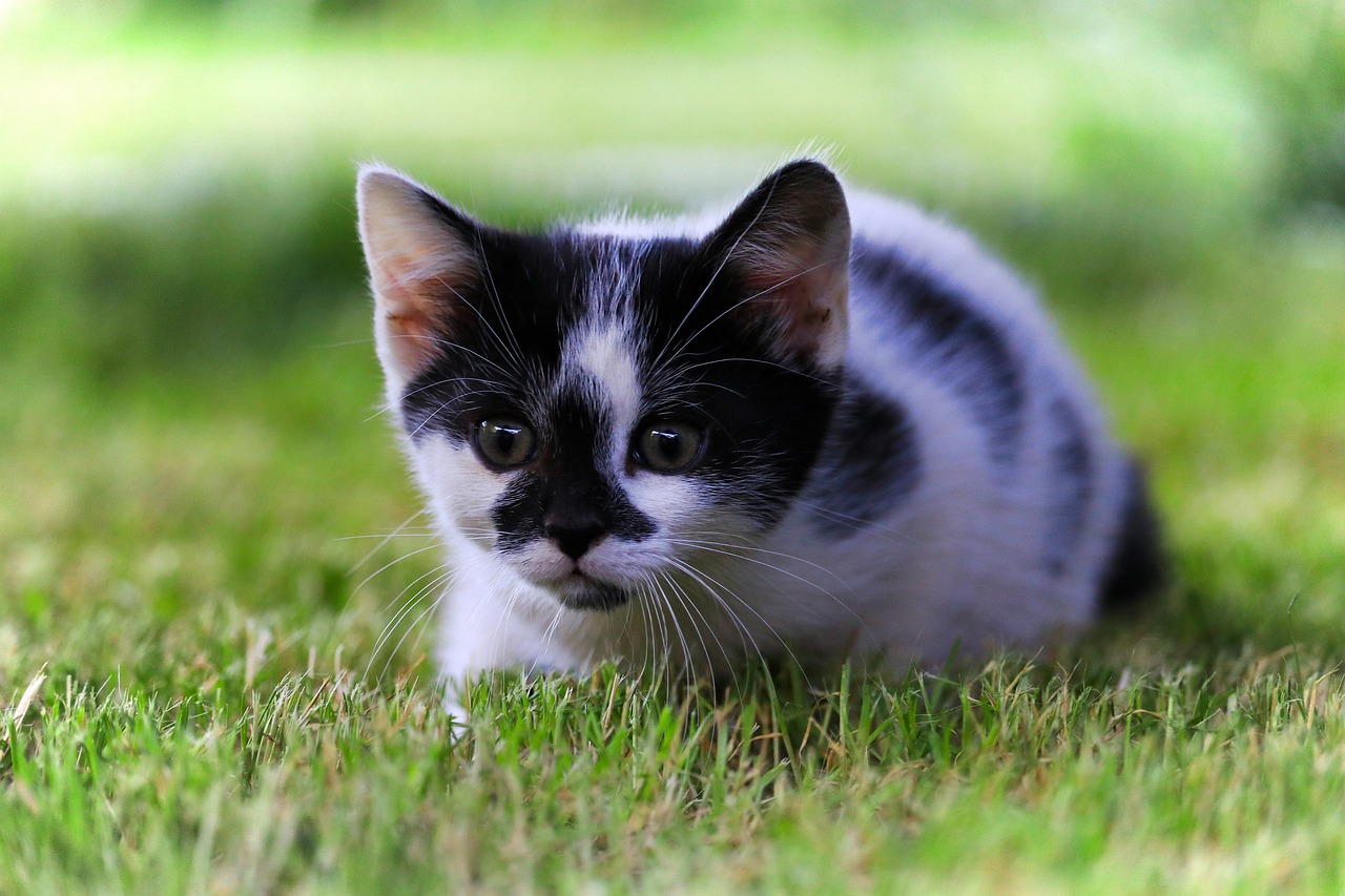 Image - cat grass kitten hunting