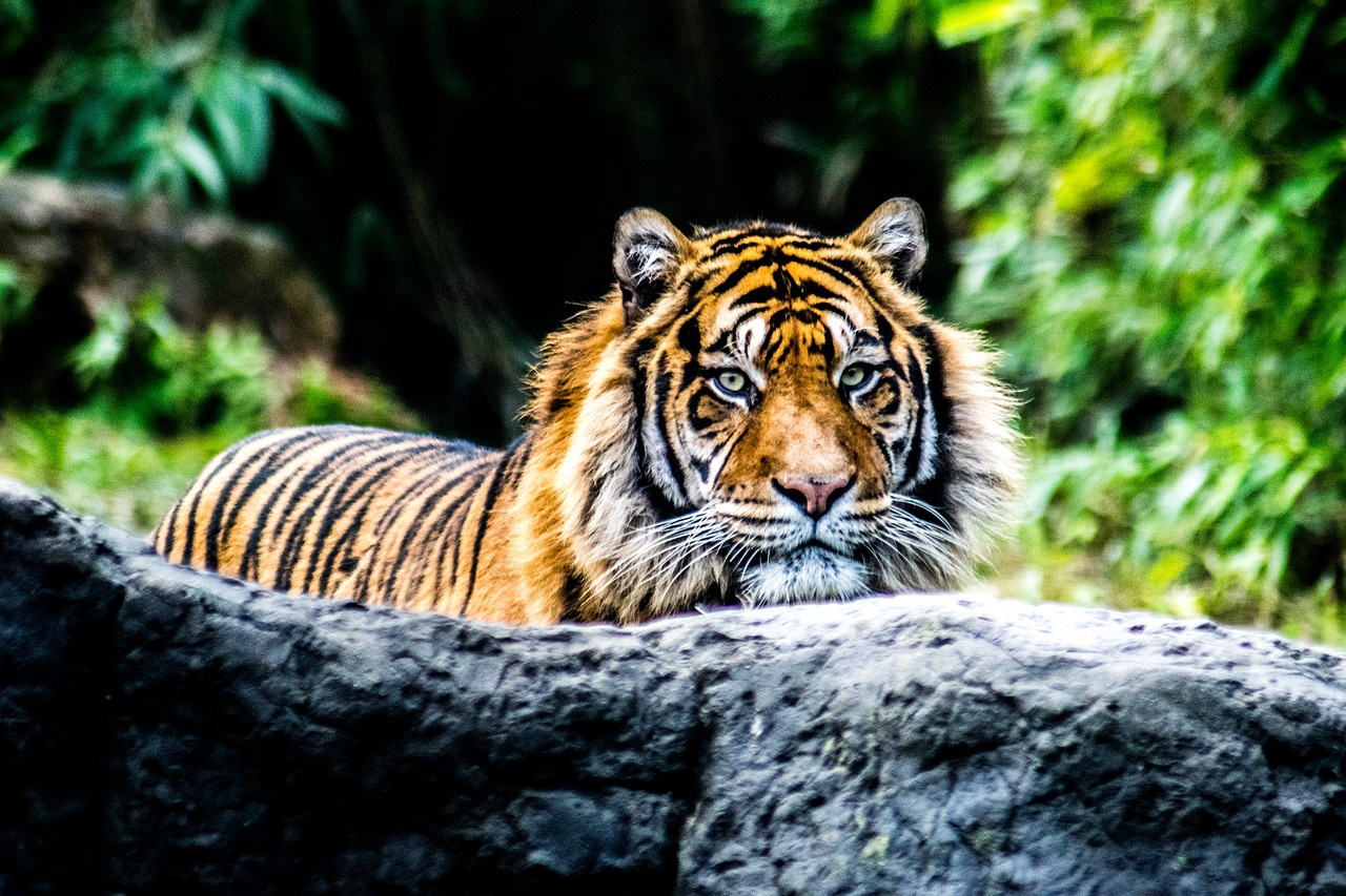 Image - tiger animal nature rock