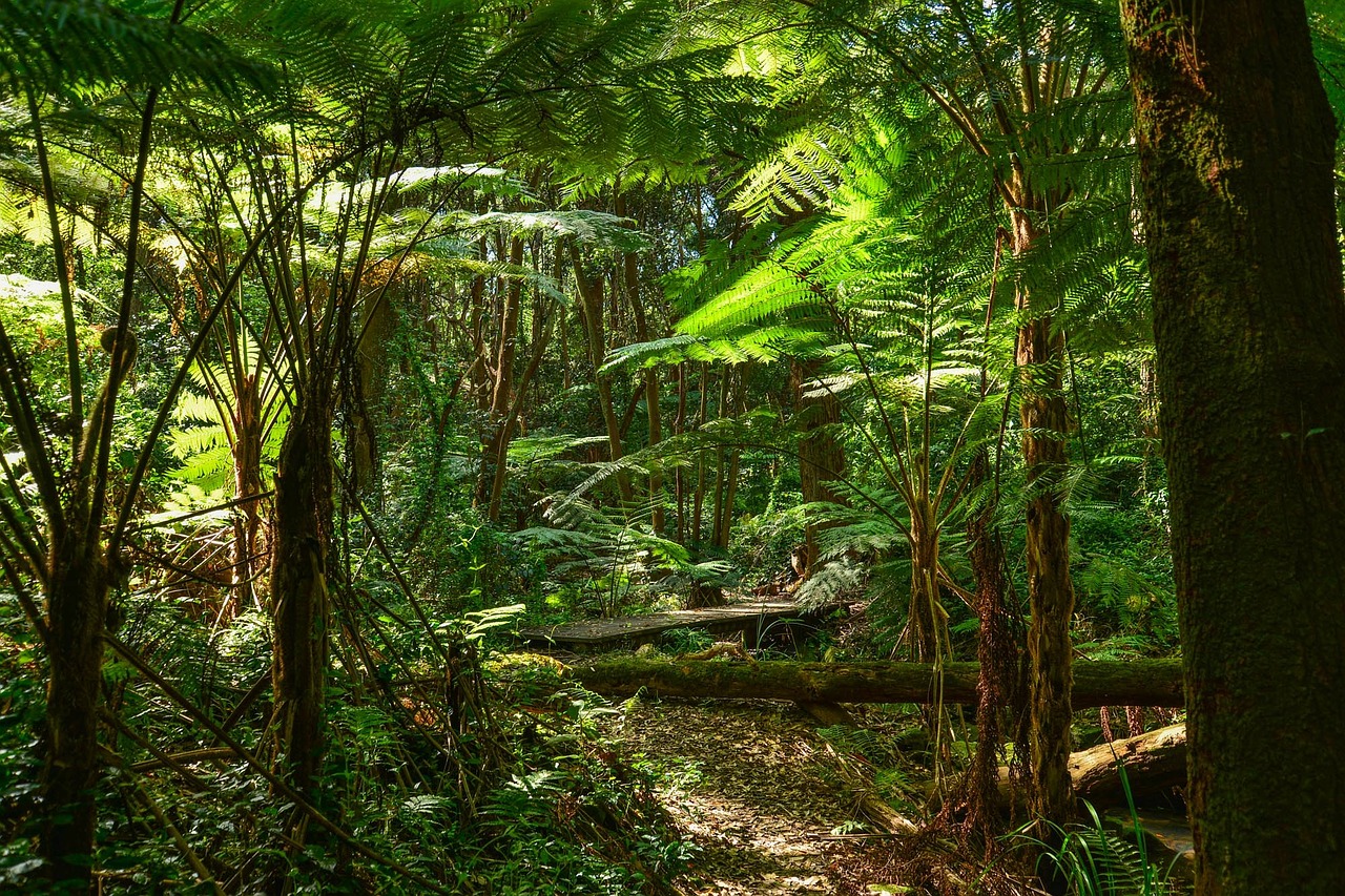 Image - ferns tree ferns australia sydney