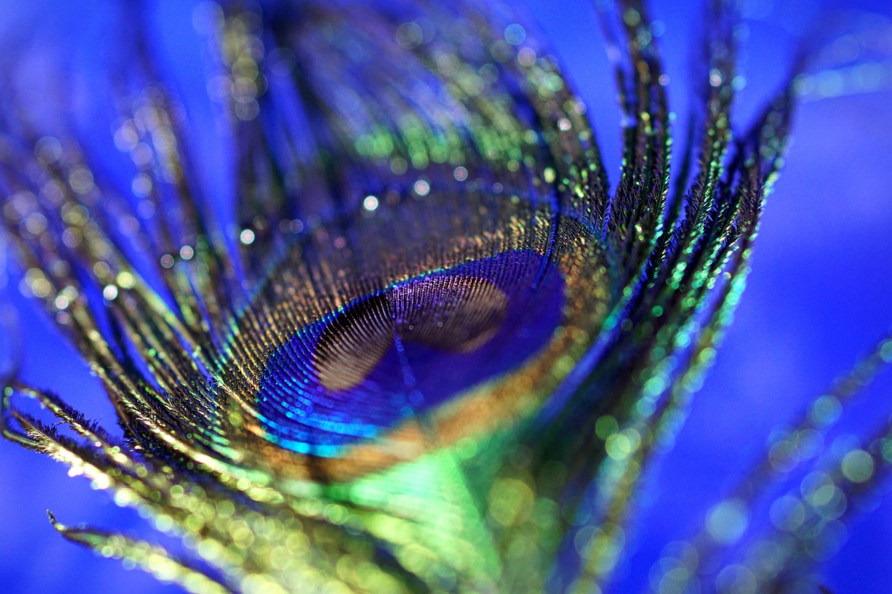 Image - peacock feather macro bokeh peacock