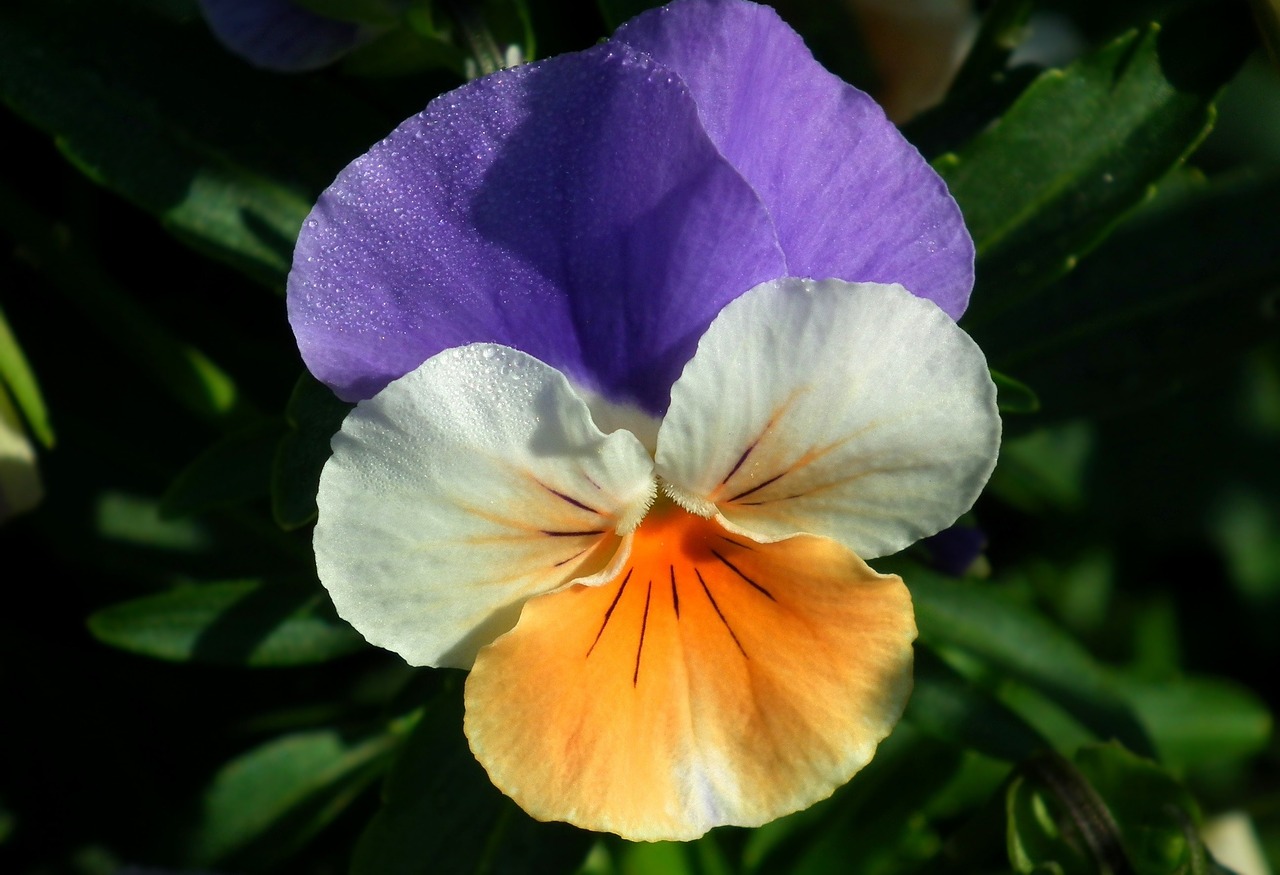 Image - flower closeup nature pansy macro