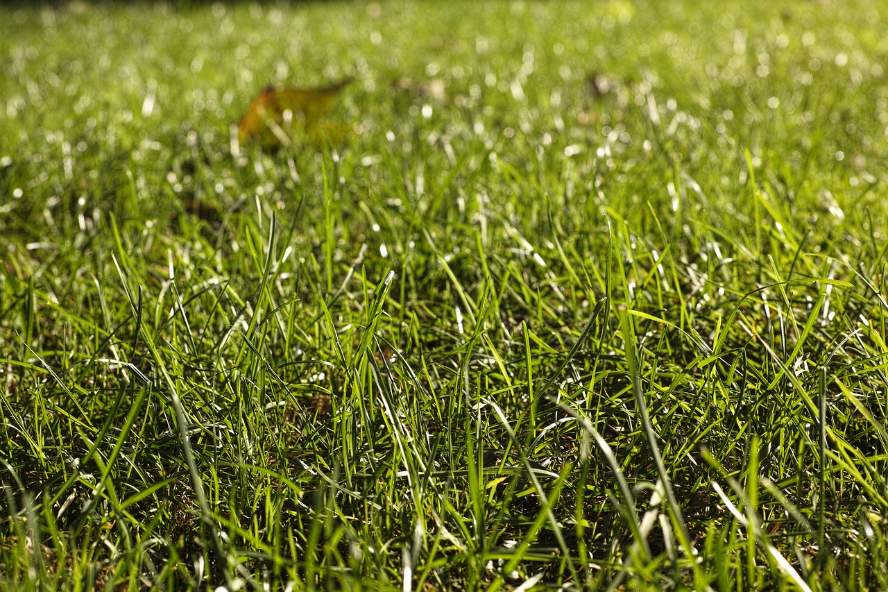 Image - grass green texture nature
