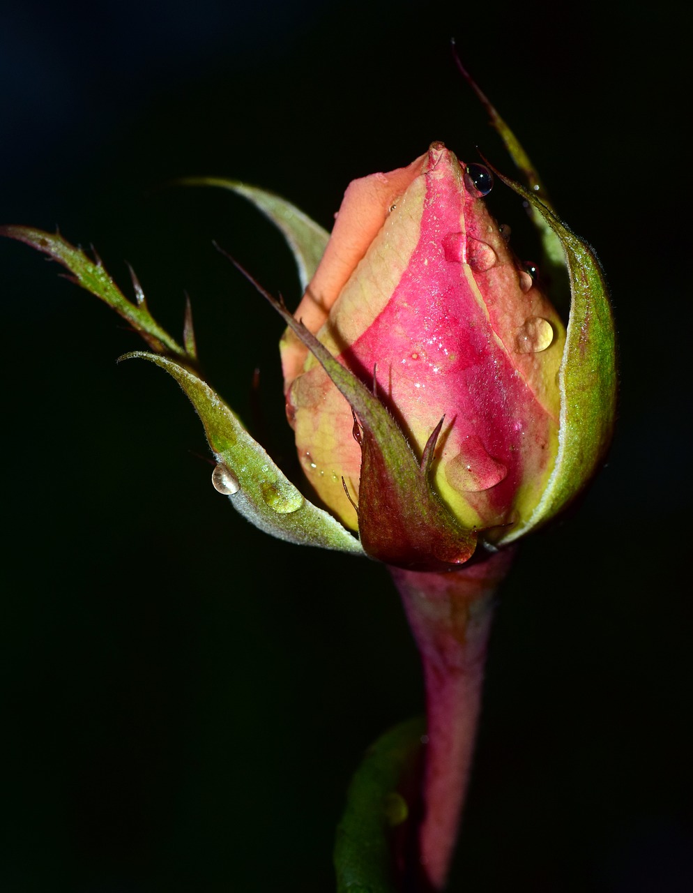 Image - rose moist wet bud rosebud cold