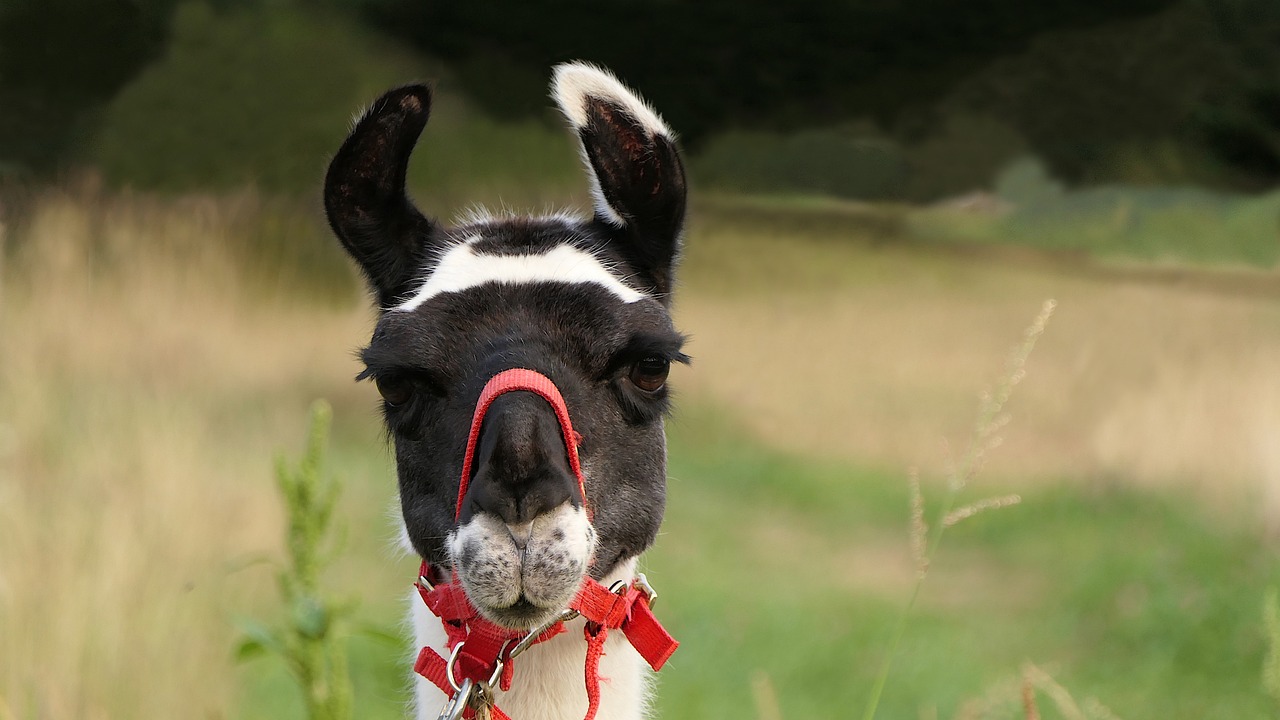 Image - lama head erect ears portrait