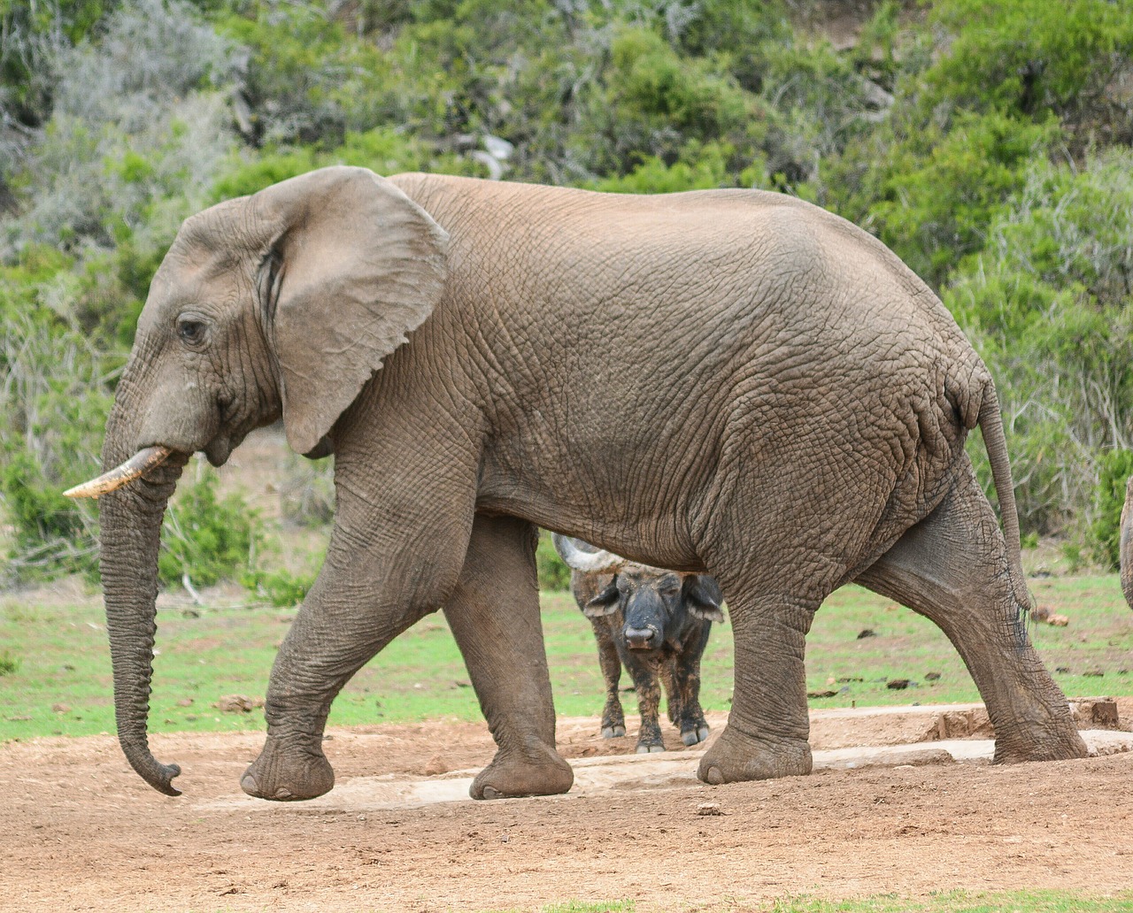 Image - elephant buffalo safari animal