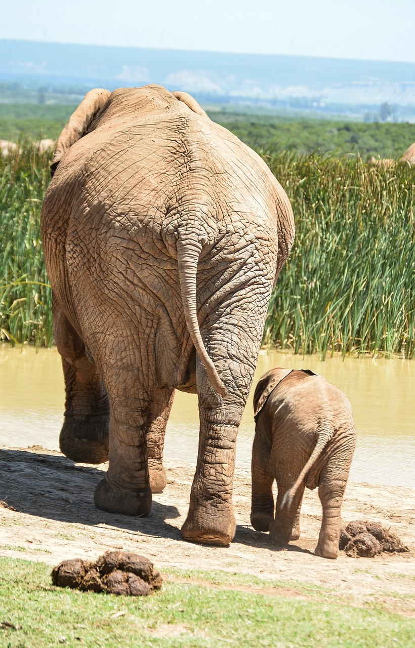 Image - elephant baby elephant waterhole