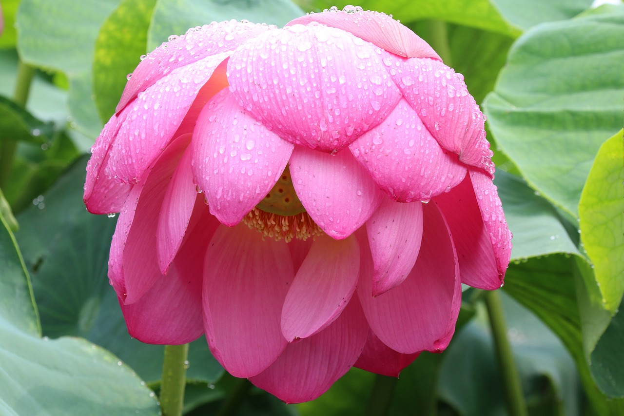 Image - lotus gwangokji summer pink flower