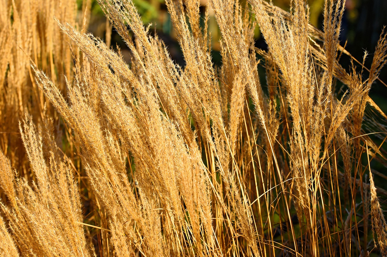 Image - winter reed sun sunny nature