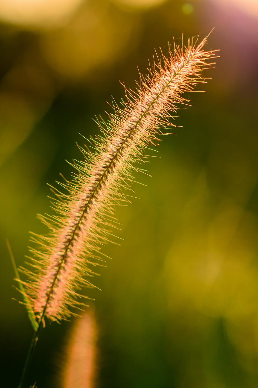 Image - green summer yellow fl nature