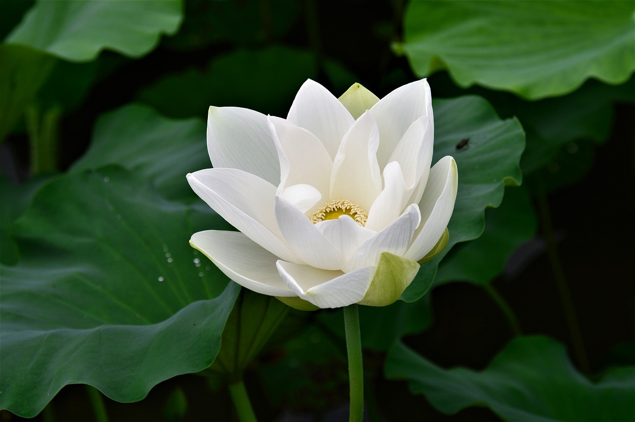 Image - lotus white flower white lotus