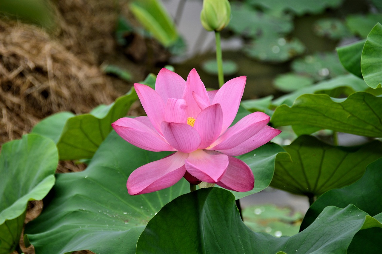 Image - lotus pink flowers plants