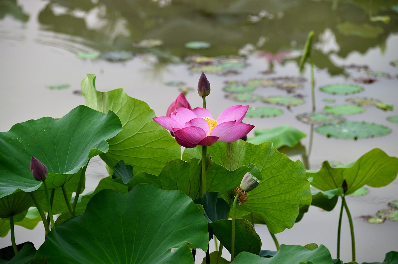 Image - lotus kite hongryeon plants pond