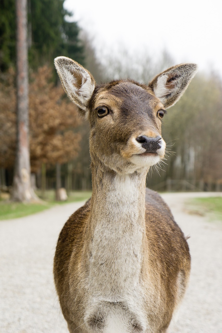 Image - animals doe portrait forest animal